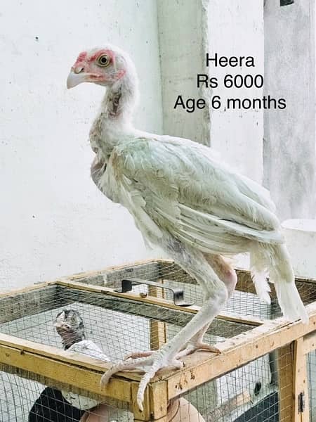 Hens | Aseel chicks | Mianwali breed | Lakha | Breeder| Heera | Lasani 14