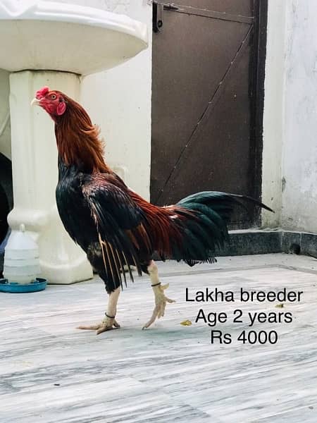 Hens | Aseel chicks | Mianwali breed | Lakha | Breeder| Heera | Lasani 16