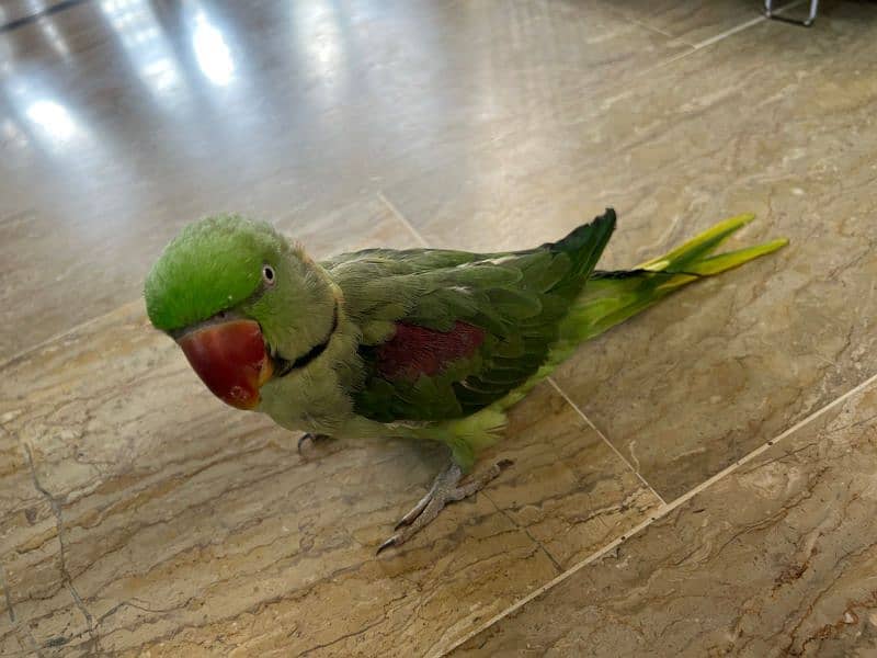 Raw parrot 5