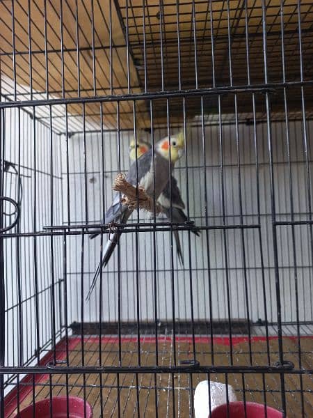 Cockatiel Pair 0