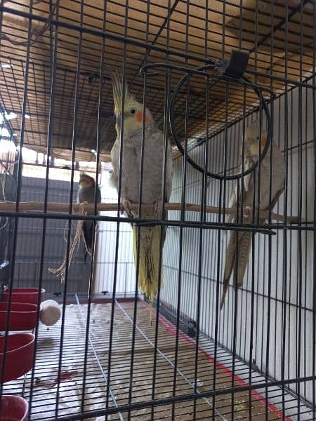 Cockatiel Pair 2