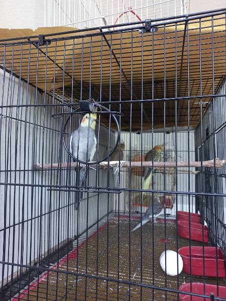 Cockatiel Pair 3