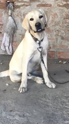 Non Pedigree British Labrador Male Puppy