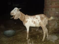 Desi Bakra 0