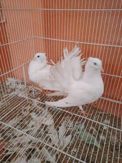 lakkah  pair or female shirazi (03112650360) 0