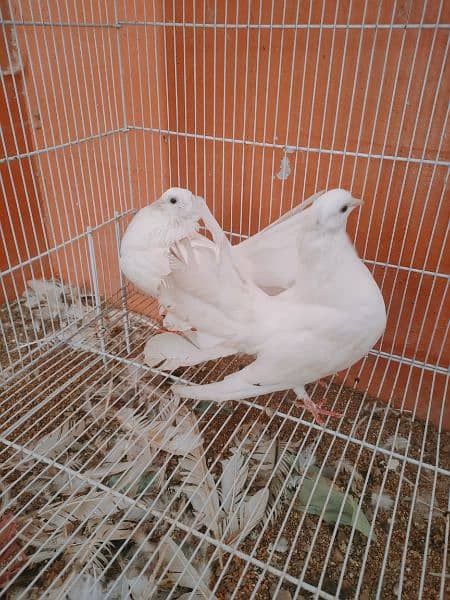 lakkah  pair or female shirazi (03112650360) 1