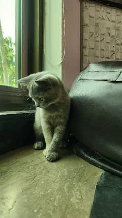 British Shorthair Grey Kitten 4 months Age Trained and Vaccinated