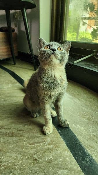 British Shorthair Grey Kitten 4 months Age Trained and Vaccinated 1