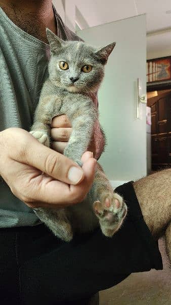 British Shorthair Grey Kitten 4 months Age Trained and Vaccinated 3