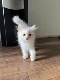 pure white Persian