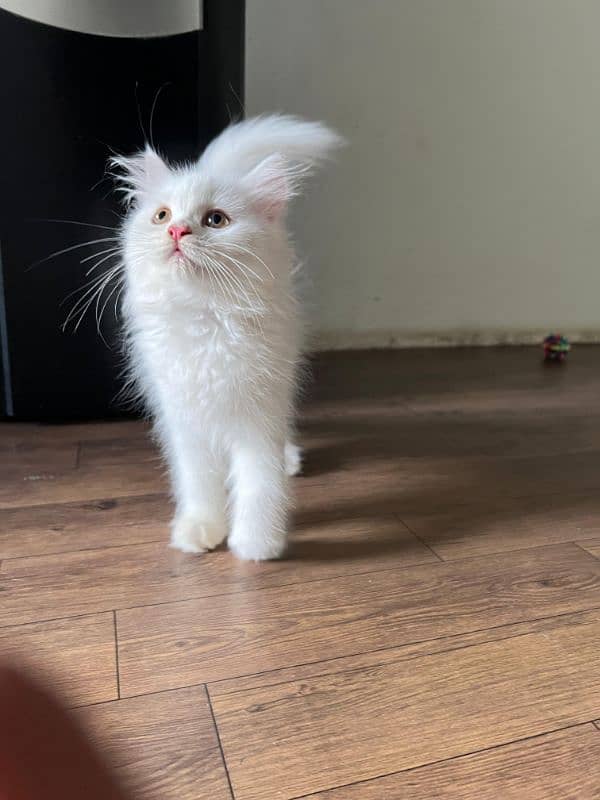 pure white Persian 1