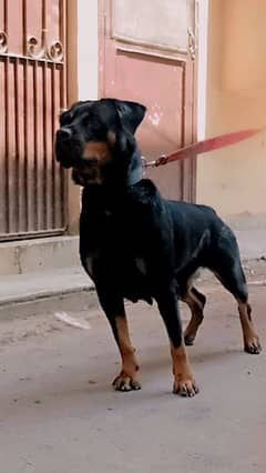 rottweiler