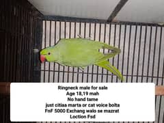 Bird for sale only 5000