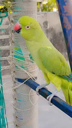 Green parrot Hand hand hand tame E