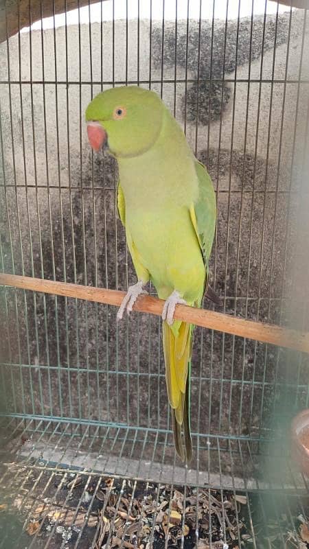 Green parrot Hand hand hand tame E 2