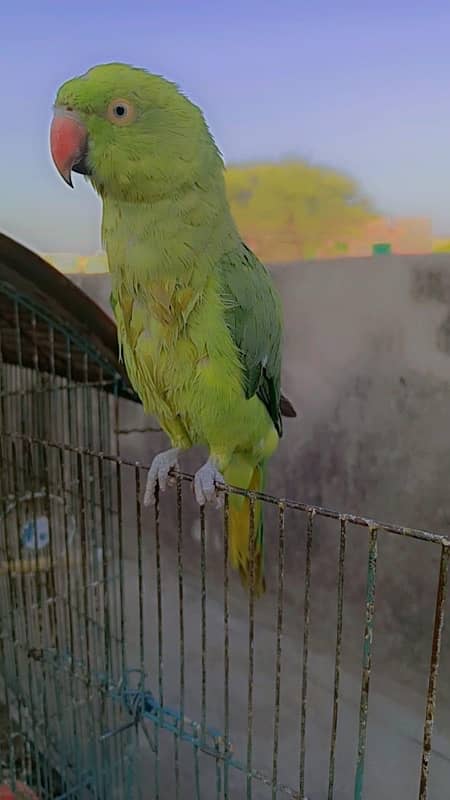 Green parrot Hand hand hand tame E 3