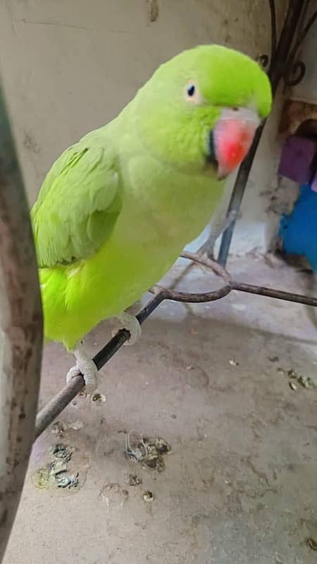 Green parrot Hand hand hand tame E 4