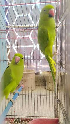 Green parrots pair