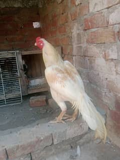 aseel murga hen