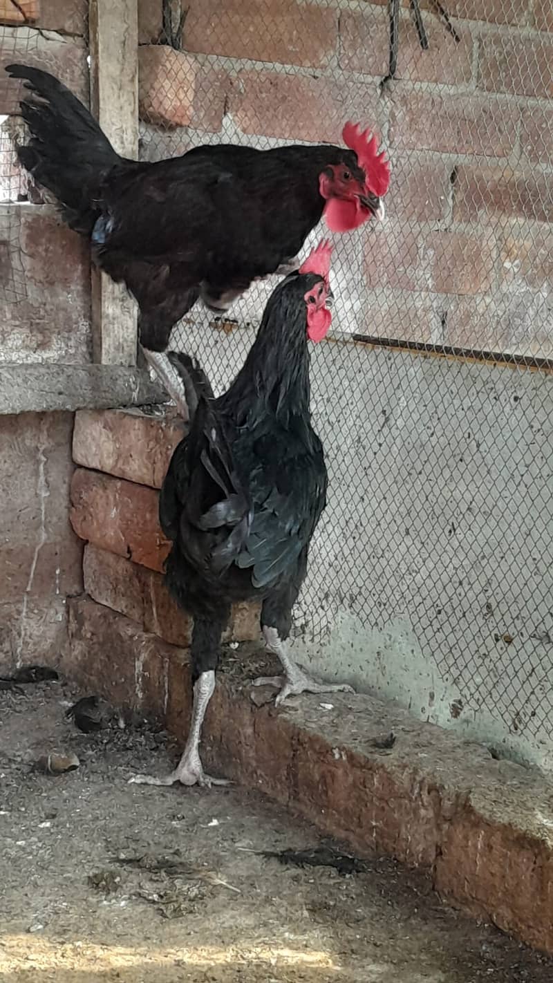 Austrolorp # Males # Chicken # Cock 0