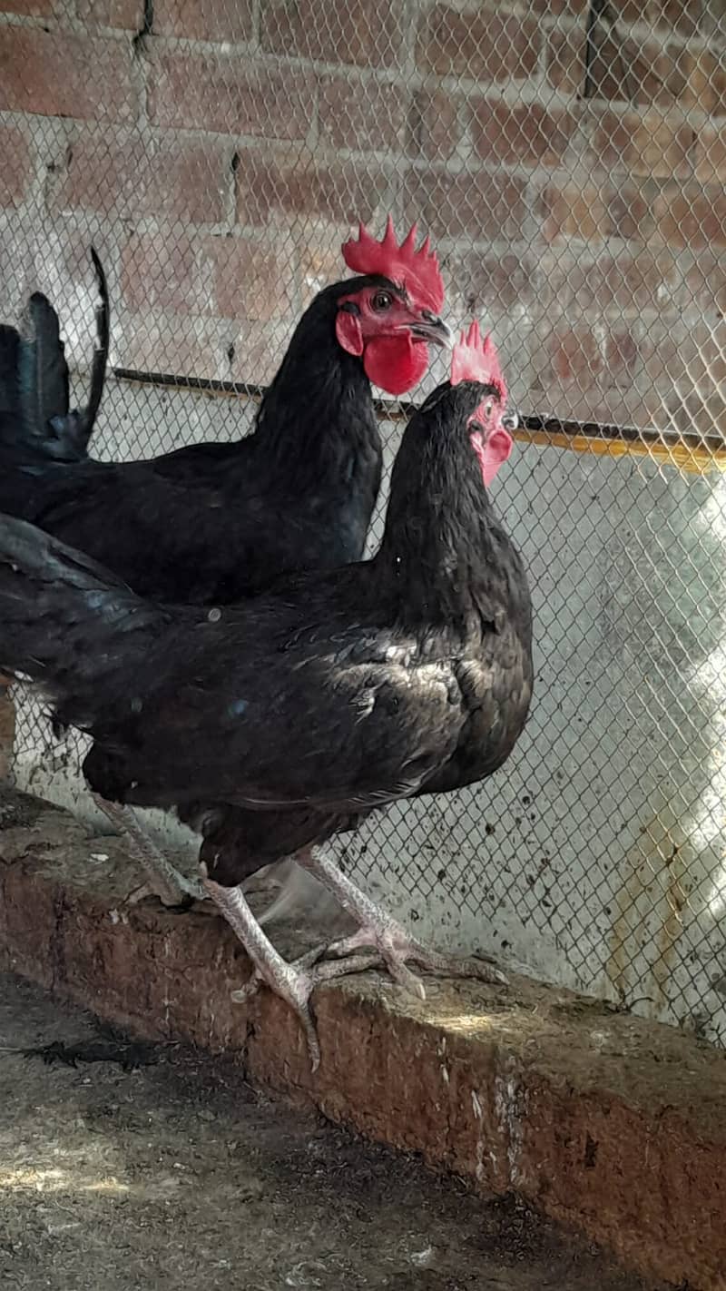 Austrolorp # Males # Chicken # Cock 1