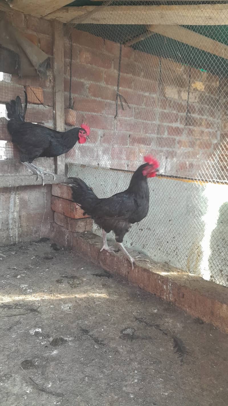 Austrolorp # Males # Chicken # Cock 4