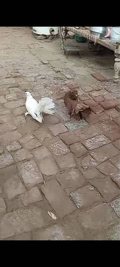 Lucky white female 2 eggs bhi sath milen gain contact no.  03406212167