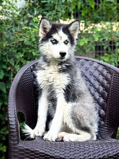 Siberian Husky wolly Coat