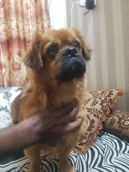 pignice dog male stud k leyia b mil jahy ga03135105229 2