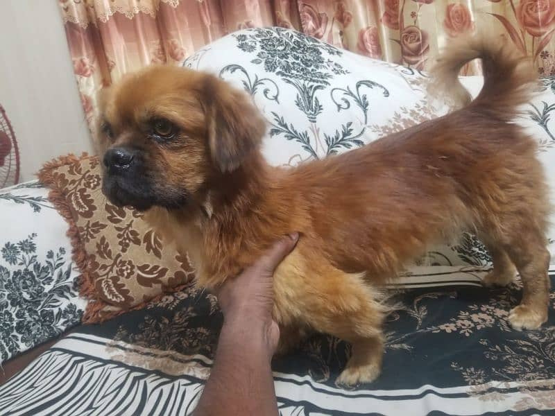 pignice dog male stud k leyia b mil jahy ga03135105229 3