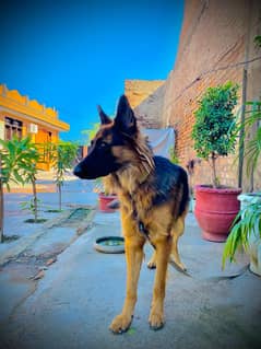 German Shepherd | German Shepherd  Double coat black mask Dog For Sale