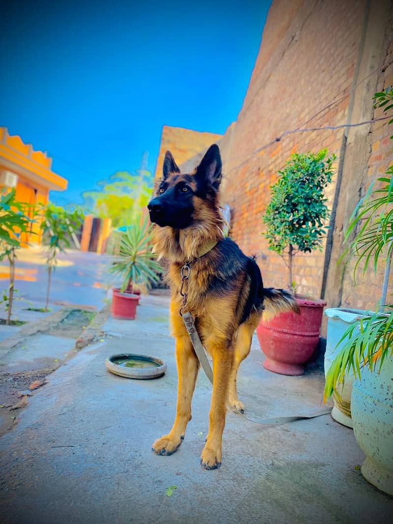 German Shepherd | German Shepherd  Double coat black mask Dog For Sale 1