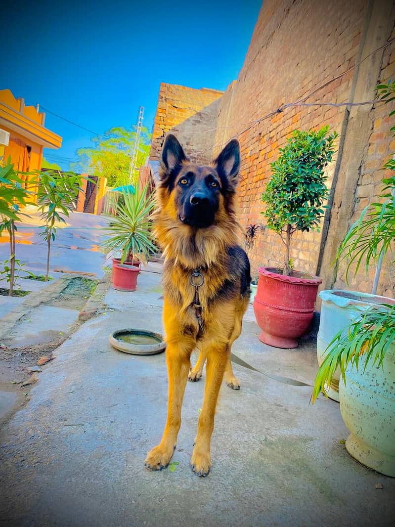 German Shepherd | German Shepherd  Double coat black mask Dog For Sale 2