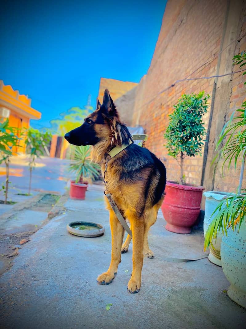 German Shepherd | German Shepherd  Double coat black mask Dog For Sale 3