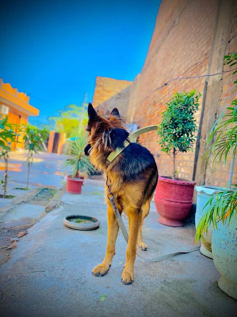 German Shepherd | German Shepherd  Double coat black mask Dog For Sale 4