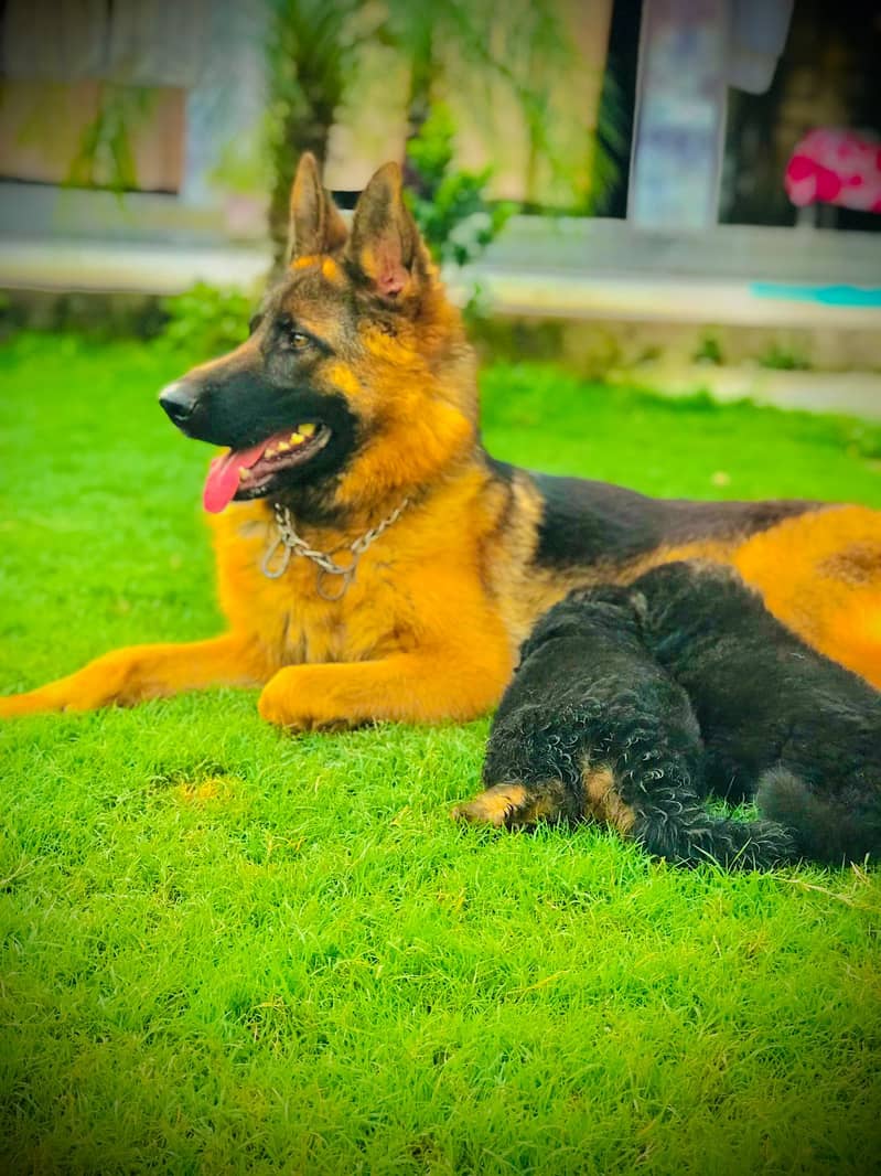 German Shepherd | German Shepherd  Double coat black mask Dog For Sale 5