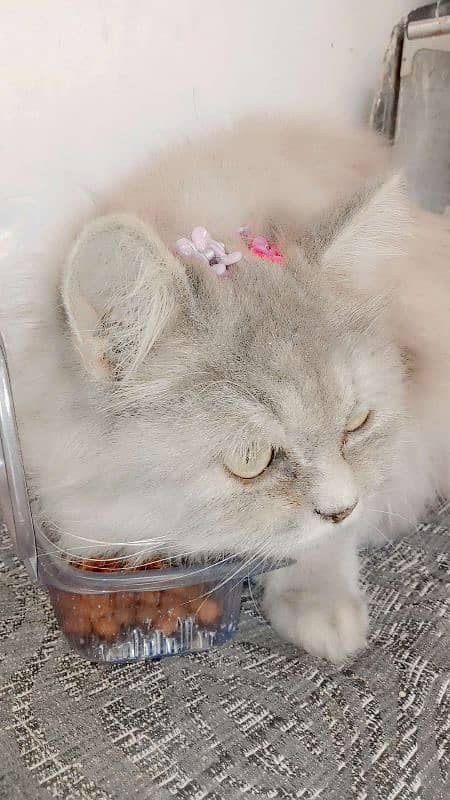 beautiful female cat 1