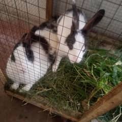 couple rabbits 2500