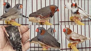 Finches Different Mutation