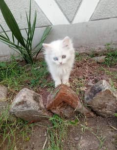 Persian Cats for Sale