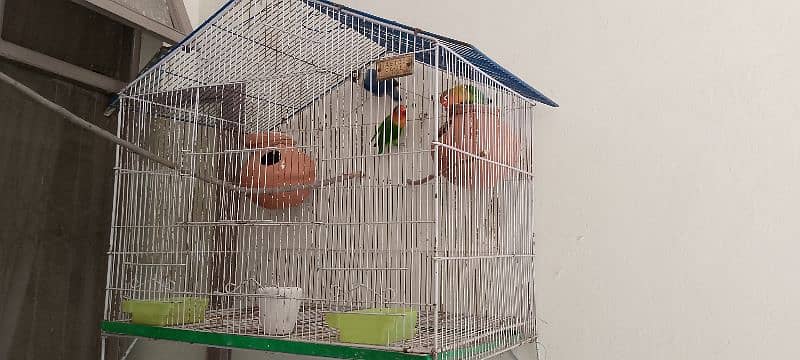 fisher parrot and personata blue with cage 0