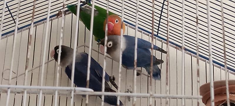 fisher parrot and personata blue with cage 3