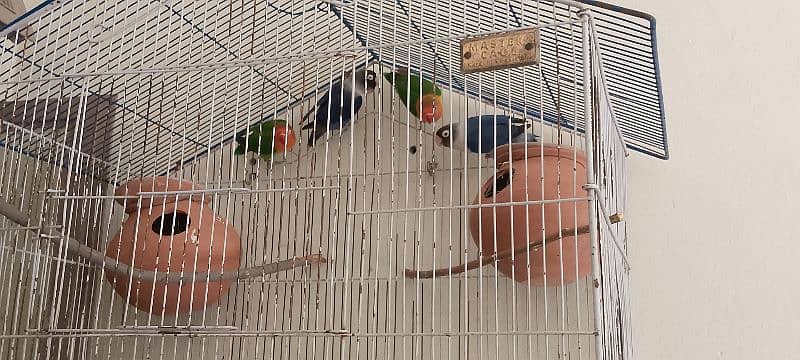 fisher parrot and personata blue with cage 5