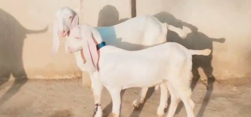 Rajanpuri Bakri Our 2 Bacchon Ka Sath For Sale Call number:03425820107 2