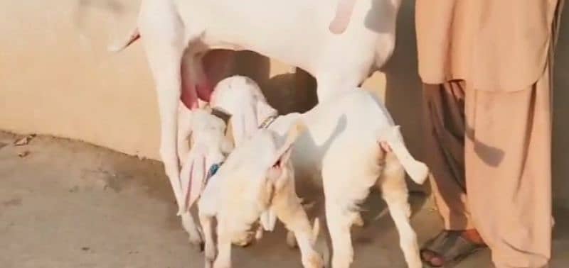 Rajanpuri Bakri Our 2 Bacchon Ka Sath For Sale Call number:03425820107 3