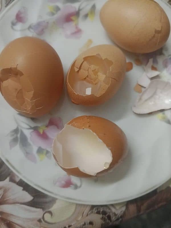 desi eggs 5