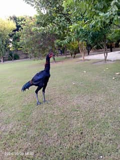 Aseel barhmi hens for sale