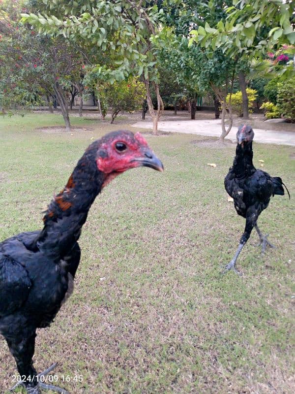 Aseel barhmi hens for sale 5