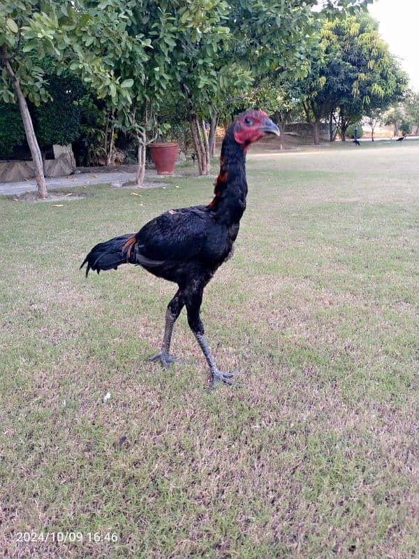 Aseel barhmi hens for sale 6