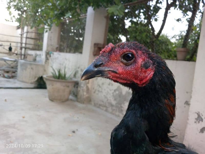 Aseel barhmi hens for sale 8